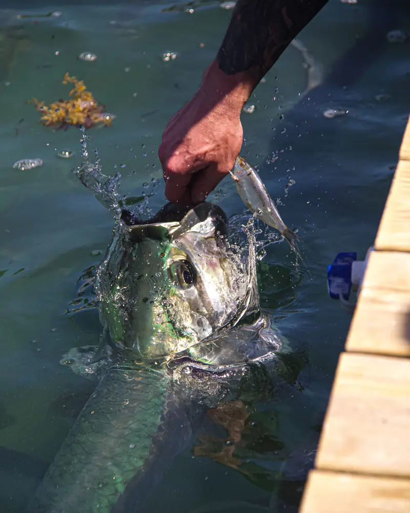 An angler's hand holding a baitfish as a large tarpon surges up beside a wooden dock